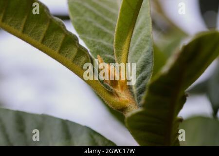 Bild des oberen Teils eines Astes, in dem man einige Knospen von Loquat (Eriobotrya japonica) mit neuen Blättern der Sommersaison sehen kann Stockfoto