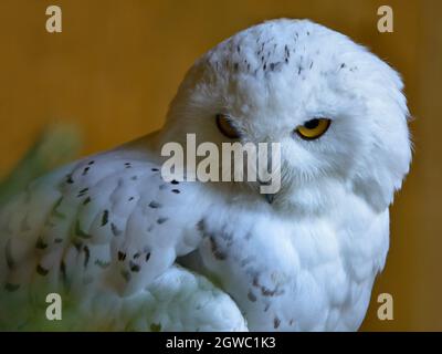 Porträt einer männlichen schneebedeckten Eule (Bubo scandiacus) Stockfoto