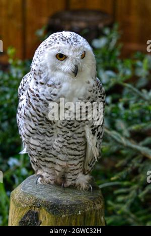 Nahaufnahme der schneebedeckten Eule (Bubo scandiacus), die auf einem Holzpfosten thront Stockfoto