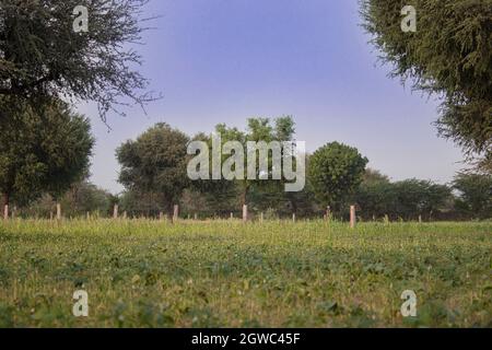 Die Landschaft des Wachstums der Kharif ( Monsun ) Ernte auf dem Feld stockte aufgrund weniger regen Stockfoto