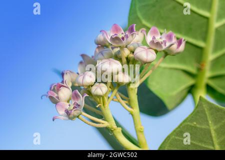 Bio gesunde Hybrid-Thai-Sorte Wüste Wildpflanze - Apfel von sodom (Calotropis procera), Calotropis gigantea, aak, madar lila Blüten blühenden i Stockfoto