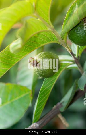 Nahaufnahme der Bio Healthy Hybrid Thai Sorte frisches Obst Guava wächst im Guava Feld günstig Stockfoto