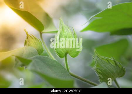 Nahaufnahme der organischen gesunden Hybrid Thai Variety Methode zur Herstellung kleiner grüner Früchte nach der Blüte in Baumwollpflanzen Stockfoto