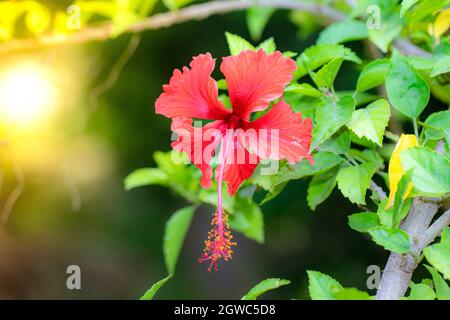 Nahaufnahme der organischen gesunden Hybrid Thai Sorte von einzelnen roten Hibiskusblüten auf der Hibiskuspflanze während der Sommertage Stockfoto