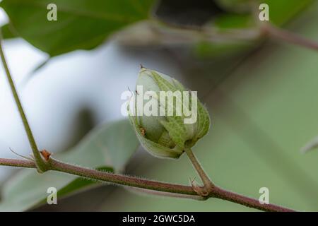 Nahaufnahme von Organic Healthy Hybrid Thai Variety Baumwollball oder Baumwollobst, die auf einem Baumwollzweig in einem Baumwollfeld wächst Stockfoto