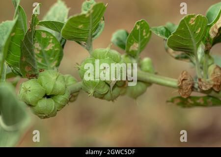 Nahaufnahme von Bio gesunde Hybrid Thai Sorte Live Ashwagandha , Indische Ginseng , Winterkirsche , Withania somnifera Evergreen Medizinischen Strauch Früchte Stockfoto