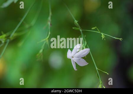 Nahaufnahme einer einzigen weißen Jasminblüte aus der Sorte Organic Healthy Hybrid Thai, die an den Sommertagen auf der Jasminweinpflanze blüht Stockfoto