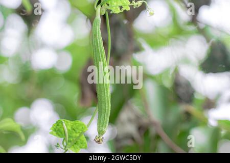 Nahaufnahme der Bio-gesunden Hybrid-Thai-Sorte Luffy frisches grünes Obst, das von der Luffa-Rebe im Luffa-Hausgarten hängt Stockfoto