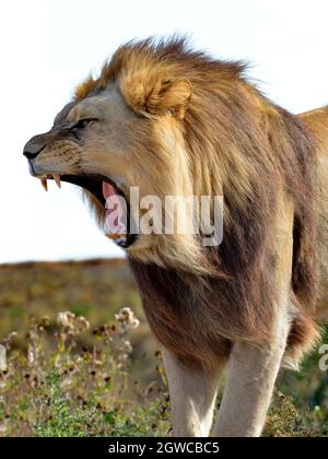 Brüllender Löwe (Panthera leo) voller Zähne und vom Profil aus gesehen Stockfoto