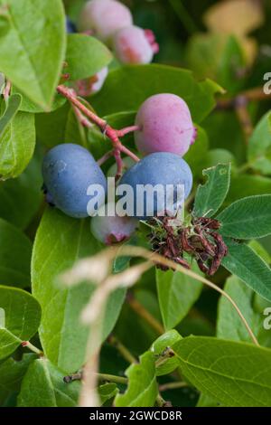 VACCINIUM CORYMBOSUM nördlicher Hochbusch Heidelbeere Stockfoto