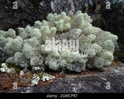 Graue Rentierflechten (Cladonia rangiferina) aus nächster Nähe im Wald. Hellbuschige Flechten. Rentiermoos. Stockfoto