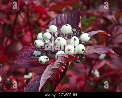 Die weißen Beeren des Rotkosier-Dogholzes (Cornus sericea) auf einem Zweig mit den roten Blättern. Anlage für den Landschaftsbau. Stockfoto