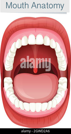 Anatomie des menschlichen Mundes auf weißem Hintergrund Stock Vektor