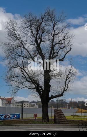 DANZIG, POLEN - 2020. JANUAR 19. Großer Baum ohne Blätter mit blauem Himmel im Hintergrund. Stockfoto