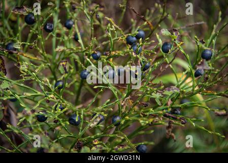 Wilde Blaubeeren in den Bergen des Naturparks Bayerischer Wald Stockfoto