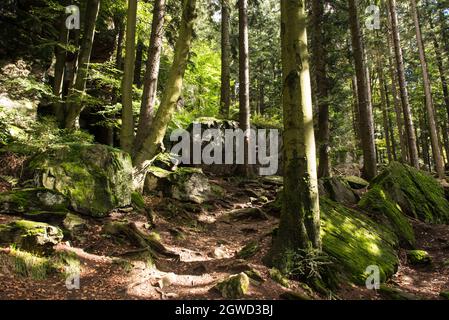 Über raue und glatte Strecken: In einigen Teilen folgt der Wanderweg GOLDSTEIG den steilen Bergwegen durch den Bayerischen Wald. Stockfoto