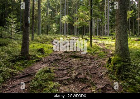 Über raue und glatte Strecken: In einigen Teilen folgt der Wanderweg GOLDSTEIG den steilen Bergwegen durch den Bayerischen Wald. Stockfoto