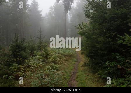 GOLDSTEIG Wanderweg in einem bezaubernden nebligen Wald in Nordbayern. Stockfoto