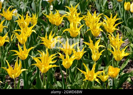 Hintergrund des gelben Tulpenbeckens (Lilienblume der Gattung Tulipa) im Garten Stockfoto