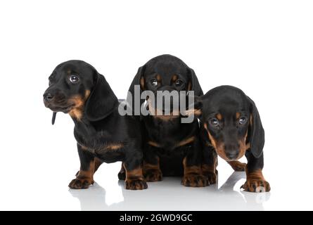 Entzückende Gruppe von drei Teckel Dachshund Welpen, die sich umsehen, isoliert auf weißem Hintergrund im Studio sitzen und stehen Stockfoto