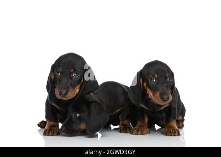 Schöne kleine Teckel Dachshund Welpen schauen zur Seite und schnüffeln auf weißem Hintergrund im Studio herum Stockfoto