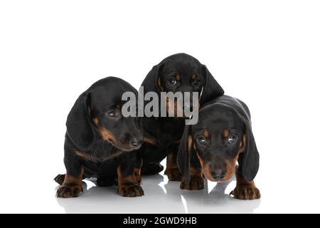Süße drei kleine Teckel-Welpen, die im Studio sitzen und stehen und schüchtern auf weißem Hintergrund wegschauen Stockfoto