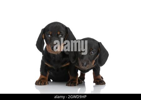 Zwei schöne Teckel Dachshund Welpen stehen nebeneinander auf weißem Hintergrund im Studio Stockfoto