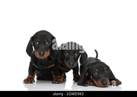 Familienportrait von 3 kleinen teckel-Dackel-Welpen, die auf weißem Hintergrund im Studio stehen, sitzen und liegen Stockfoto