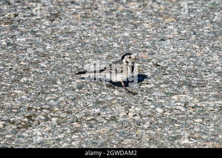 RUNDE, NORWEGEN - 2020. JULI 23. Eine weiße Bachstelze (Motacilla alba), die auf einem Felsen thront. Stockfoto