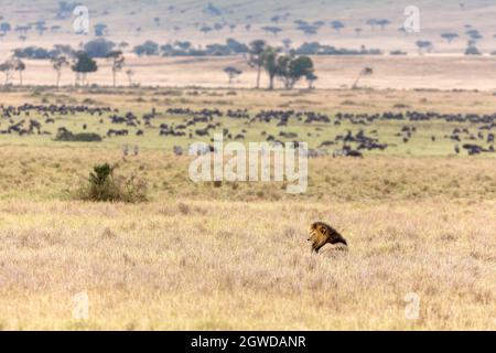 Ein männlicher Löwe im langen Gras der Masai Mara, Kenia. Gnus und Zebras grasen im Grasland, ohne dass die große Katze in der Nähe ruht. Stockfoto