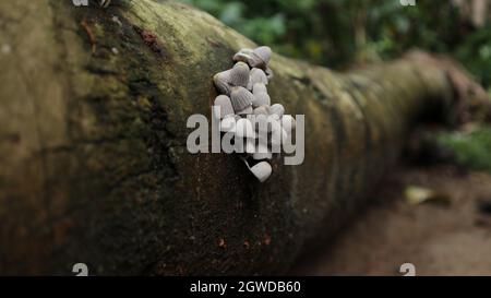 Nahaufnahme einer kleinen weißen Pilzgruppe blüht auf einem geerdeten Kokosnussstamm Stockfoto