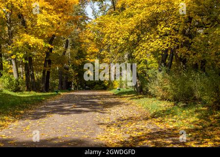 Herbstlicher Park mit gelben Ahornbäumen und heruntergefallenen Blättern Stockfoto