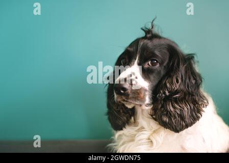 Schwarz-weißer russischer Spaniel auf grünem Boden. Stockfoto