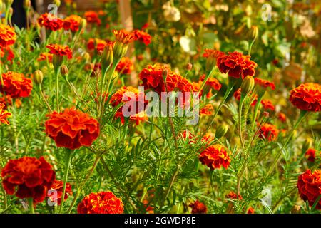 Orange Ringelblume Blumen im Garten im Herbst Stockfoto