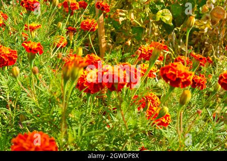 Orange Ringelblume Blumen im Garten im Herbst Stockfoto