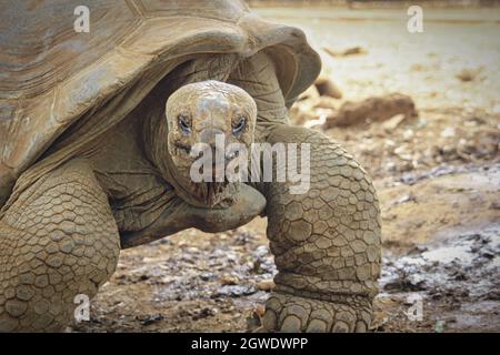 Riesenschildkröte, Aldabrachelys gigantea, in tropischem Naturschutzgebiet, Südafrika. Aldabra Riesenschildkröte aus nächster Nähe. Stockfoto