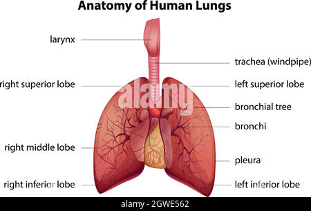 Menschliches Atmungssystem Stock Vektor