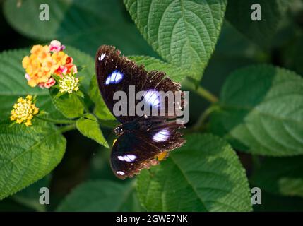 Schwarzer Schmetterling mit violetten Mustern auf einem Blatt Stockfoto
