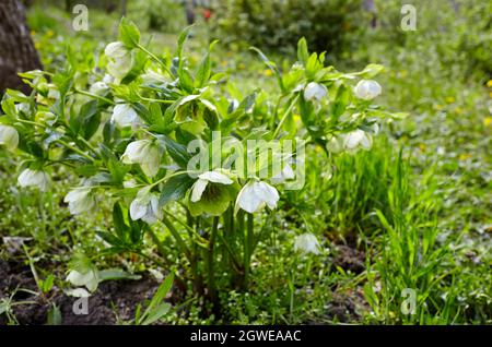 Helleborus im Bio-Garten, bekannt als Winterrose, Weihnachtsrose und Fastenrose. Familienname Ranunculaceae, Wissenschaftlicher Name Hellebores Stockfoto