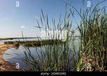 Schilf wächst am Ufer des Sees vor dem Hintergrund des Himmels. Das Foto wurde am Ufer des Sherschnevsky-Stausees in Tscheljabinsk aufgenommen Stockfoto