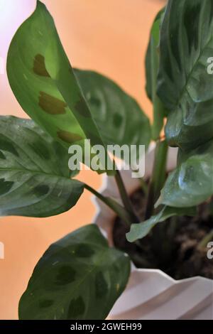 Nahaufnahme von Maranta leuconeura Kerchoveana variegata (Gebetspflanze) in einem weißen Topf, isoliert auf einem braunen Holzgrund. Stockfoto