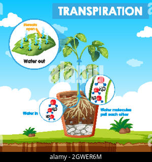 Abbildung der Transpiration im Werk Stock Vektor