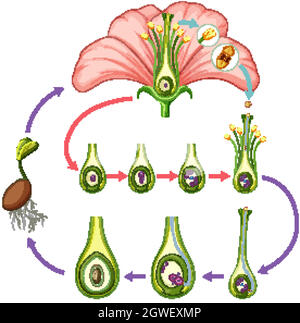 Diagramm mit Teilen der Blume Stock Vektor