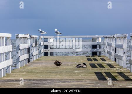 Zwei Möwen stehen auf einem Holzzaun und zwei Enten auf dem Holzsteg am Pier, Horizont über dem IJsselmeer im Hintergrund verschwommener, wolkiger Tag Stockfoto