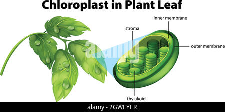 Diagramm mit Chloroplast im Pflanzenblatt Stock Vektor