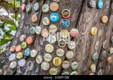 Brighton, 13. September 2021: Bottletops eingebettet in einen Baumstamm Stockfoto