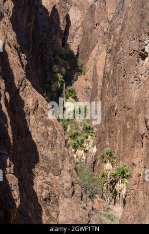 California Fan Palms, Washingtonia filifera, im Palm Canyon im Kofa National Wildlife Reserve, in der Nähe von Quartsite, Arizona. Stockfoto