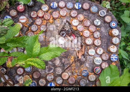 Brighton, 13. September 2021: Bottletops eingebettet in einen Baumstamm Stockfoto