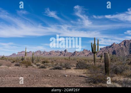 Saguaro Cactus, Ocotillo und die Kofa Mountains im Kofa National Wildlife Reserve, in der Nähe von Quartzsite, Arizona. Stockfoto