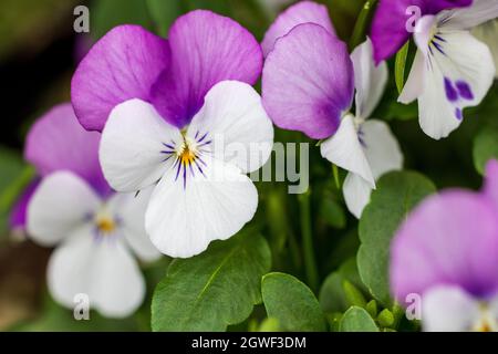 Schöne rosa & weiße Violas (Viola odorata) Stockfoto